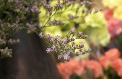 2015��˫���������˻� ˫����2015�����˻�