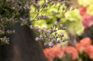 2015��˫���������˻� ˫����2015�����˻�