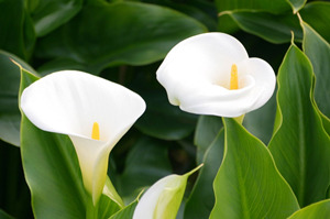 2015������������˻� �����2015�����˻�