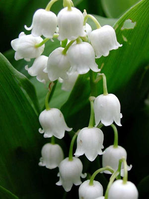 2015���ţ�������˻� ��ţ��2015�����˻�