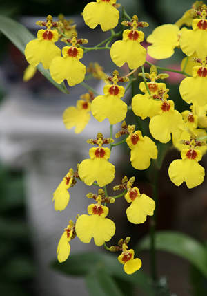 2015年狮子座的幸运花 狮子座2015年幸运花