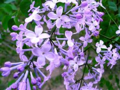 2015��Ħ���������˻� Ħ����2015�����˻�