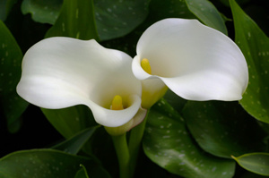 2015年白羊座的幸运花 白羊座2015年幸运花