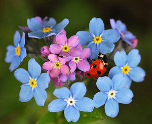 2015年射手座的幸运花 射手座2015年幸运花