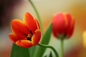 2015年双鱼座的幸运花 双鱼座2015年幸运花