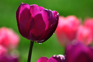 2015年双鱼座的幸运花 双鱼座2015年幸运花