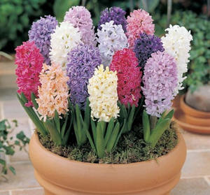 2015��ˮƿ�������˻� ˮƿ��2015�����˻�