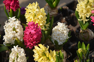 2015��ˮƿ�������˻� ˮƿ��2015�����˻�