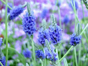 2015��˫���������˻� ˫����2015�����˻�