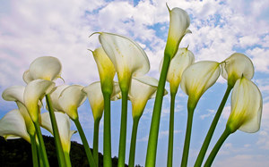 2015������������˻� �����2015�����˻�