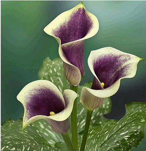 2015������������˻� �����2015�����˻�