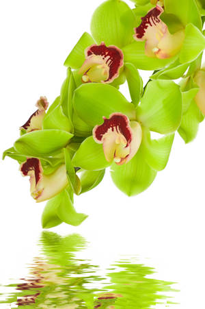 2015年狮子座的幸运花 狮子座2015年幸运花