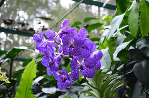 2015年狮子座的幸运花 狮子座2015年幸运花