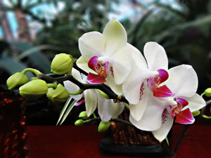 2015年狮子座的幸运花 狮子座2015年幸运花