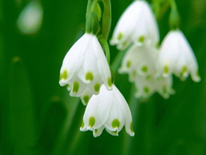 2015���ţ�������˻� ��ţ��2015�����˻�