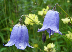 2015���ţ�������˻� ��ţ��2015�����˻�