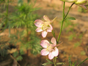 2015���з�������˻� ��з��2015�����˻�