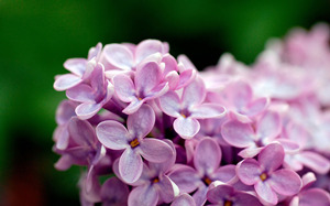 2015��Ħ���������˻� Ħ����2015�����˻�