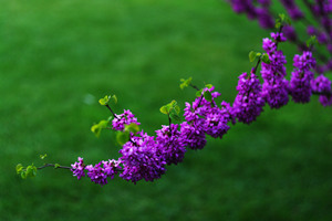 2015��Ħ���������˻� Ħ����2015�����˻�