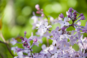 2015��Ħ���������˻� Ħ����2015�����˻�