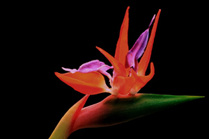 2015����Ы�������˻� ��Ы��2015�����˻�