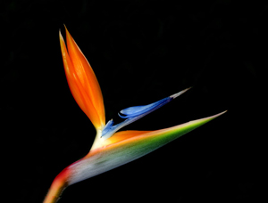 2015����Ы�������˻� ��Ы��2015�����˻�