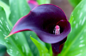 2015年白羊座的幸运花 白羊座2015年幸运花