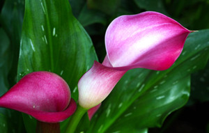 2015年白羊座的幸运花 白羊座2015年幸运花