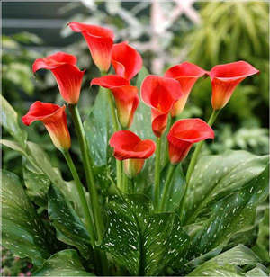 2015年白羊座的幸运花 白羊座2015年幸运花