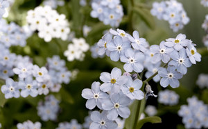 2015年射手座的幸运花 射手座2015年幸运花