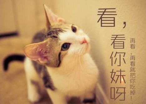 网络热词你妹被频繁使用
