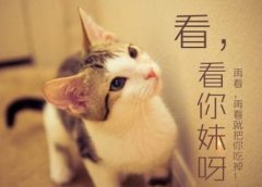 ���������ս����ս��ʽ 